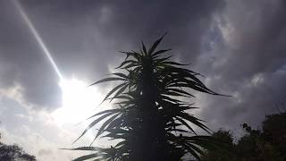 guerrilla grow uk check up