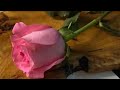 صباح الخير لأولئك الذين يشبهون الصباح والخير معا mp3