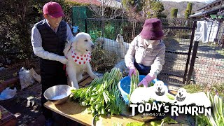 お出かけだと思ったら野沢菜漬けで少し期待外れだったルンルンとアラン　Great Pyrenees　グレートピレニーズ