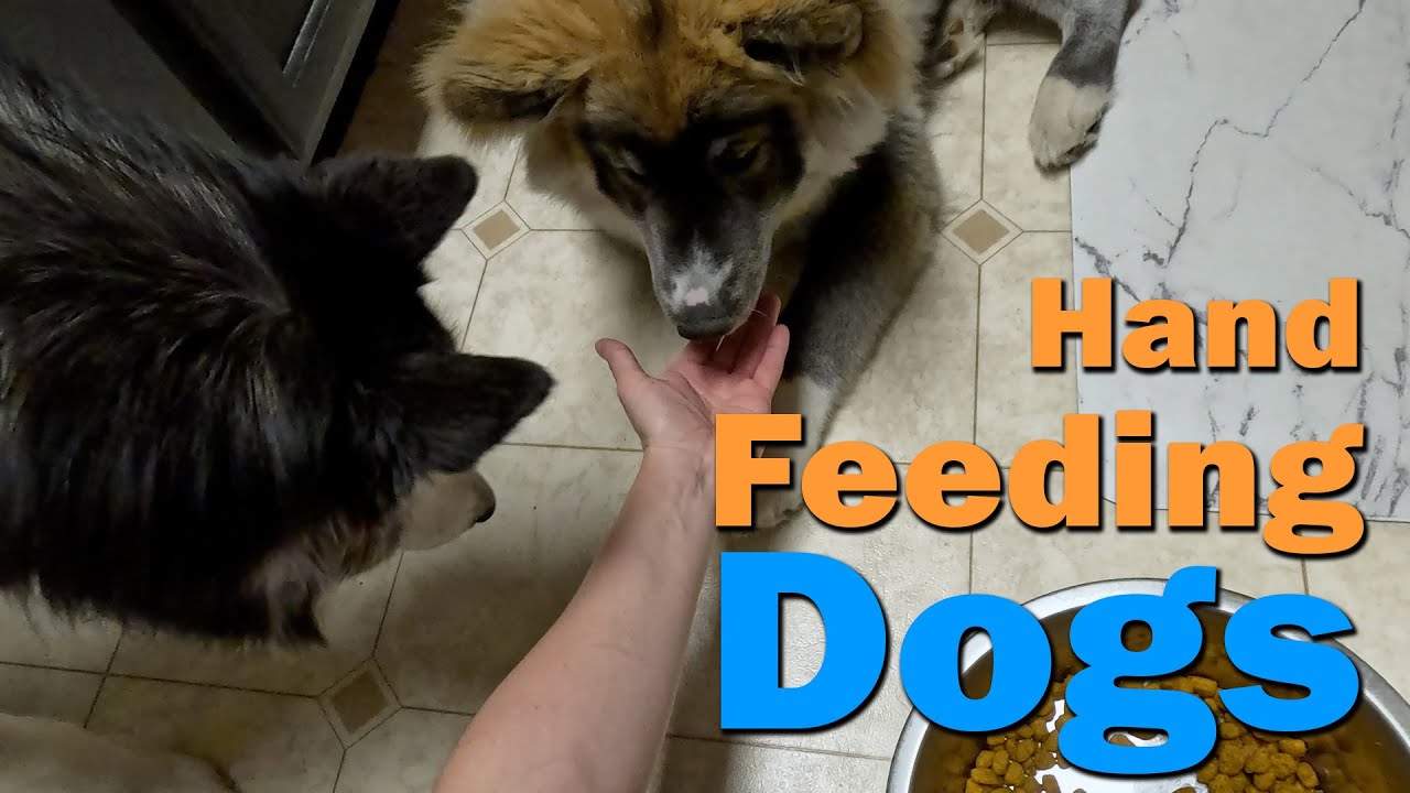Feeding My Two Huskies by Hand 🐾 | Relaxing POV Dog Feeding ASMR