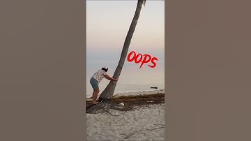 An Old Man vs A Young Man Climbs Coconut Tree.  Cuộc Thi Leo Cây Dừa