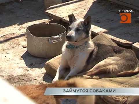 Займутся собаками