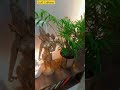 Indoor Plants Decor Living Room Ideas #shorts #viral #trending #reels #instagram #shortsfeed #decor