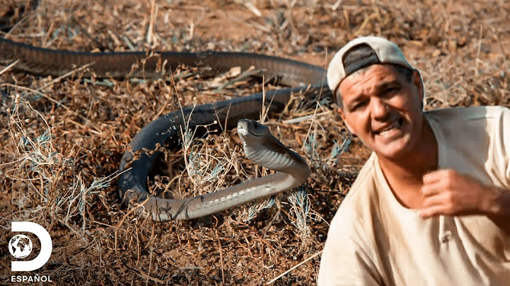 Frank y su encuentro con la serpiente más peligrosa de África | Wild Frank