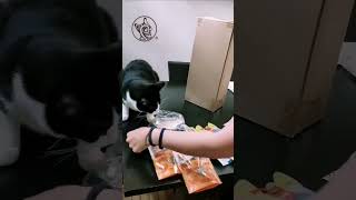 Unboxing Felinus #1 - Embajador @orioon.rm