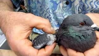 Help for Pigeon with Droopy Wing Unable to Fly Resimi