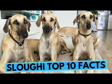 Video: Sloughi Dog Breed Hipoalergénico, Salud Y Vida