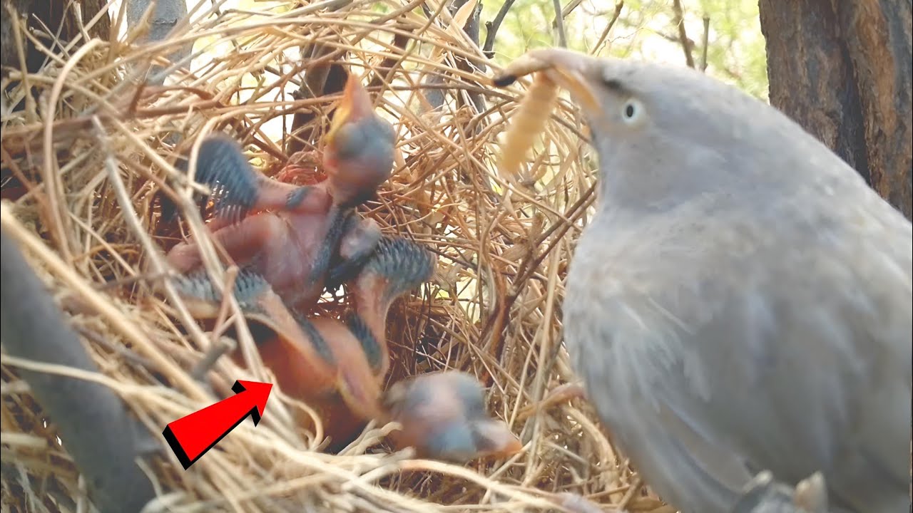 Mother is standing with food cuckoo baby is throwing the baby from nest ...