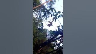 Burung Kuaghan//kuaran//anis kuning