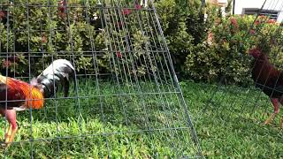 Cuban Breeding Fowls.