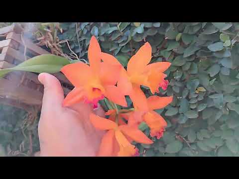 Orquídea floria no muro