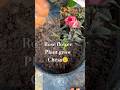 rose flower plant🌱 grow chesa #gardening #viralshort #homegardening #garden