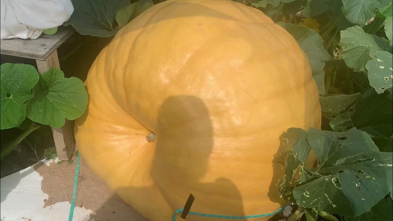 Culling giant butternut squash & long gourd!How to pollinate Bushel