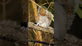 Squirrels warning sound when it senses danger - Nature Sounds shorts