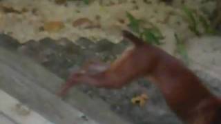 EVIL (CUJO 4)
