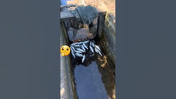 Dô gạo ời ae ơi. Đỡ tốn tiền thuốc cá. #cothebanchuabiet #shortvideo