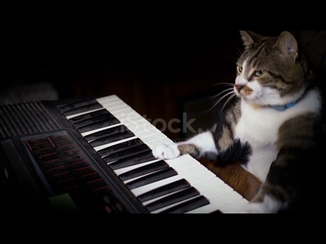 KUCING LUCU | KUCING ROCK AND ROLL | FUNNY CAT class=