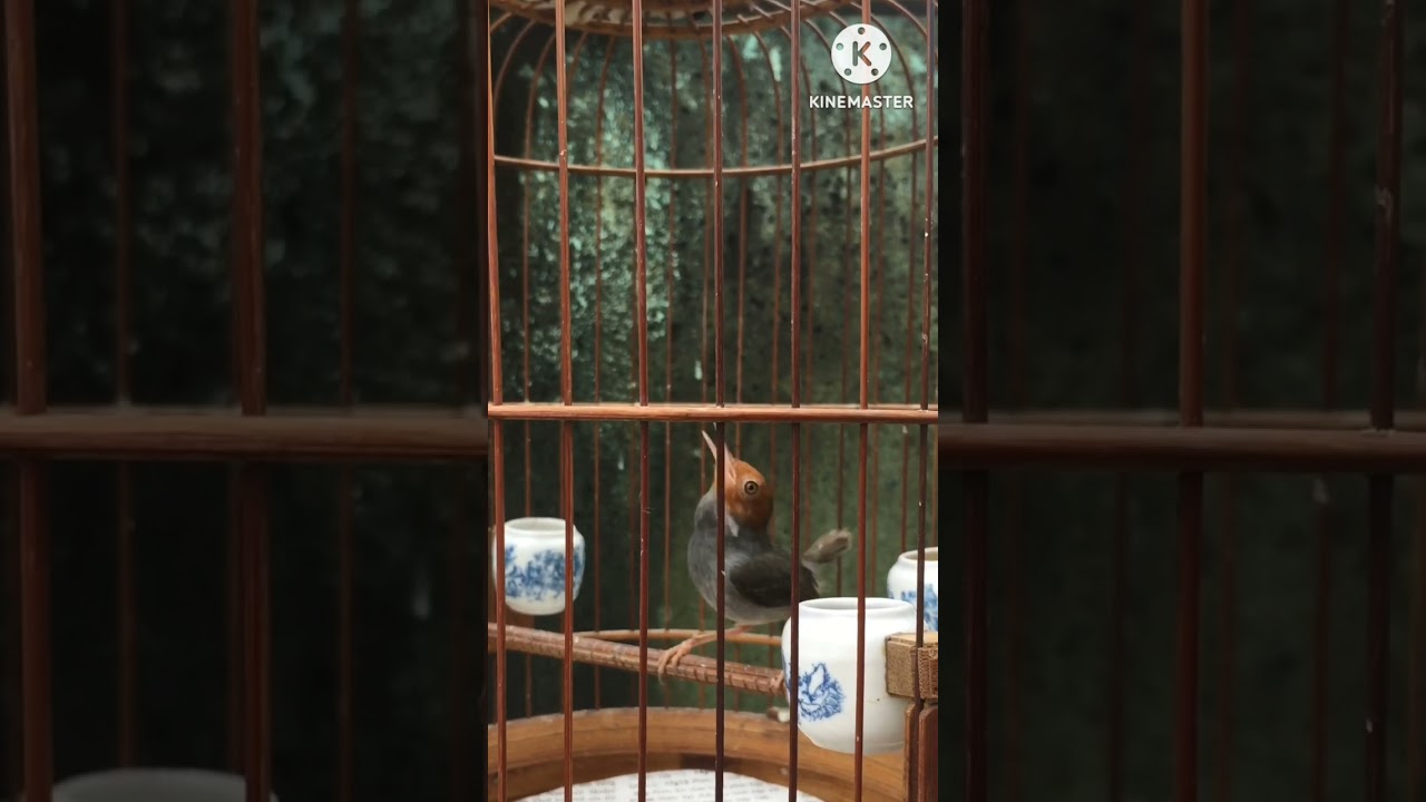 sâu đầu đỏ ak ép giọng chuyền xanh _ không tạp âm  ak chúa