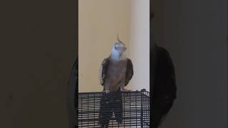 Feel the BGM 🤧🎶 with cockatiels #bison #theekoluthisong #lovefeeling #cockatiel #ytshorts #fypシ