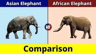 Asian Elephant vs African Elephant | African Elephant vs African Elephant | Comparison|Data Duck 2.o