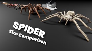 Spider Size Comparison 3D 4K