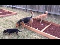 Garden Beds = Doggie Litter Box