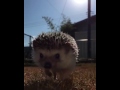 Hedgehog - Riccio