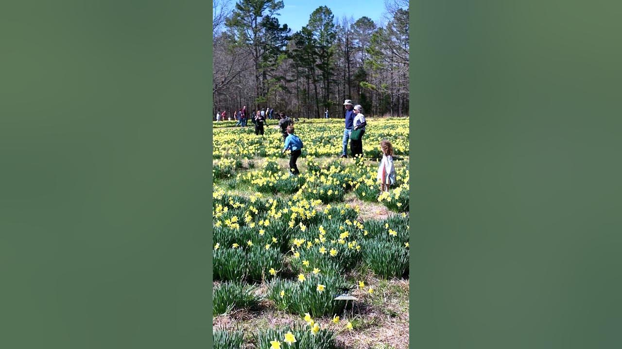 Wye Mountain Daffodil Festival 2023 YouTube
