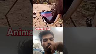animals arts #viral #elephant #travel #animals #zoo #art #music #shorts #shortfeed #short #love