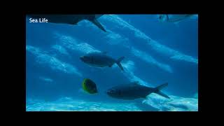 Sea Life Short Video With Dramatic Sound