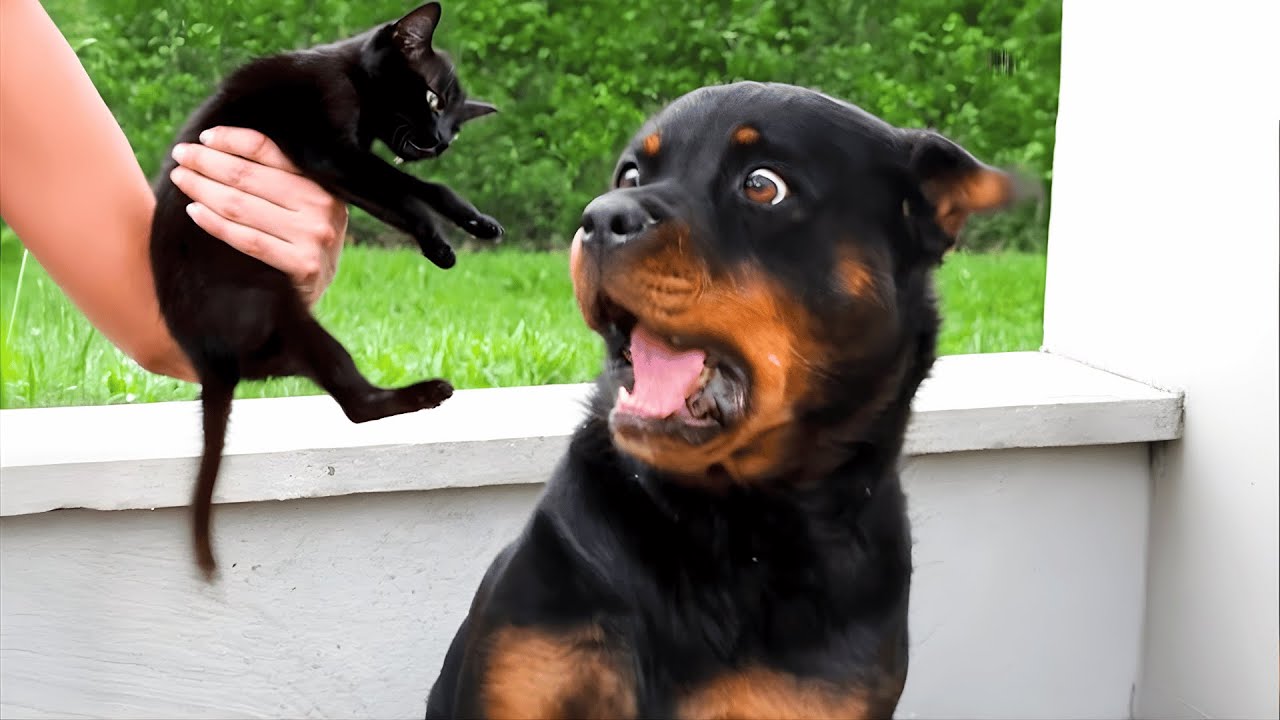 The Funniest Dog Moments Ever Captured on Camera! 🤣 Try Not To Laugh ...