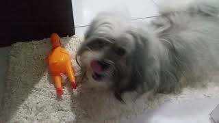 Nickinho Brincando Com A Galinha De Borracha