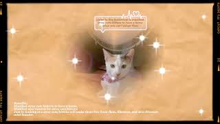 Manifest stray cats/kittens to be adopted when you cant