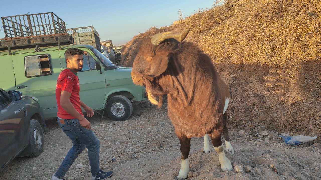 فحول ماعز عطوه5500درهم جملة،ورجعهم مع اتمنة الماعز الحلوب والجديان،من سوق حد البروج إقليم سطات