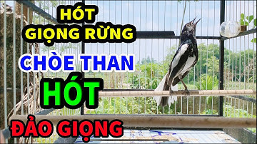 Chòe than Hót Giọng Rừng - Đảo giọng Hay // HUÝT - CHẸP || Luyện Chòe Bánh Tẻ Hót hay
