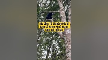 Hắc Công Tử Ơi Nhanh Xuống Đây Đi Mà Bạch Cô Nương Sẽ Khoẻ Lại Nhanh Thôi #hắccôngtử #bạchcônương