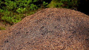 Big Anthill • Beautiful Video of Ants Crawling & Working in Colony • Relaxing Nature in Black Forest