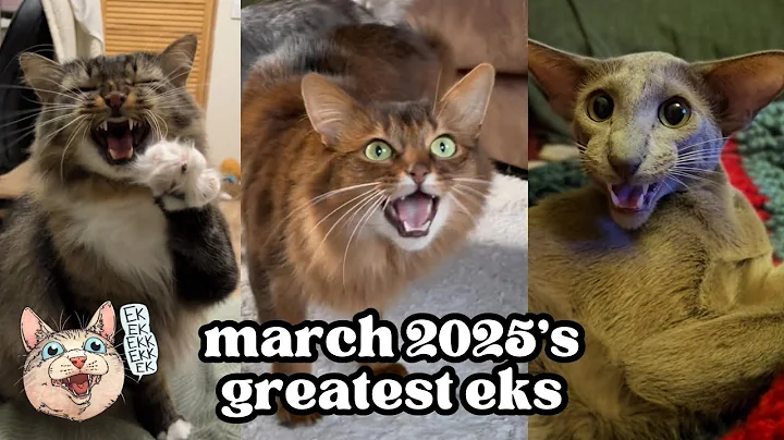ekekekkekkek compilation - BEST Cat Chirping, Chittering Chattering Clicking of March 2025