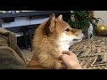 雷が怖くて、マミーの側から離れない 柴犬ゆき Shiba inu, Yuki