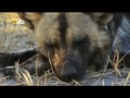 История одной гиеновой собаки  Документальный фильм National Geographic