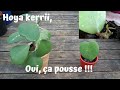 Plante Avec Feuille En Forme De Coeur