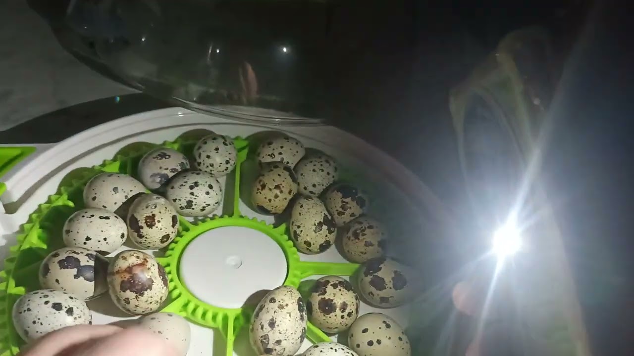 Quick candling of this weeks Quail eggs.
