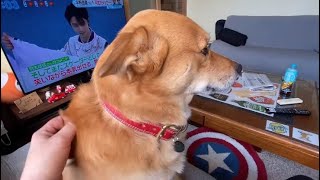 毎日主の帰宅を出迎えてくれる犬雑種犬