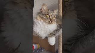 Adorable Norwegian Forest Cat Compilation!