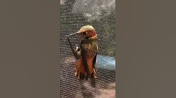Calibri got her beak trapped - hummingbird trap - Hollywood Hills - California