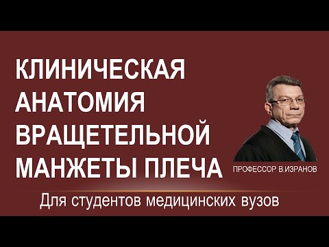 Вращательная манжета плеча: клиническая анатомия