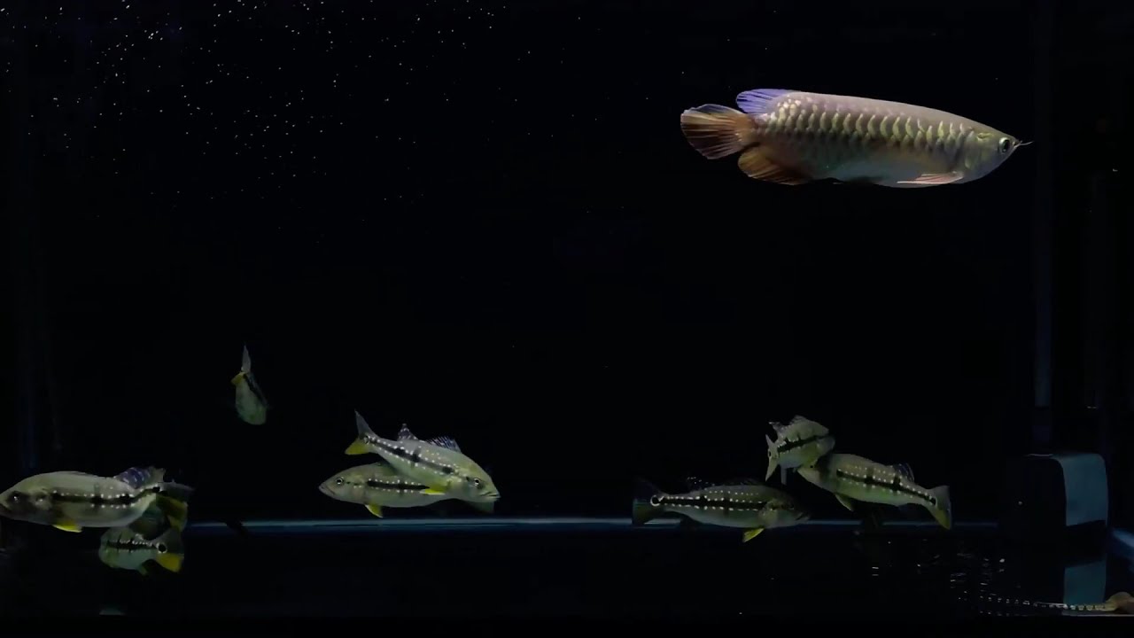 CICHLA PINIMA COMTANK - YouTube