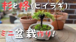 山木からのヒイラギ（盆栽）（かなり年数持ち込み古い） Making mini cedar and holly bonsai! - YouTube