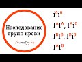 Наследование групп крови, кодоминирование, множественный аллелизм