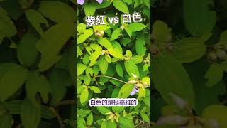 野牡丹｜紫紅 vs 白色｜白色很高雅